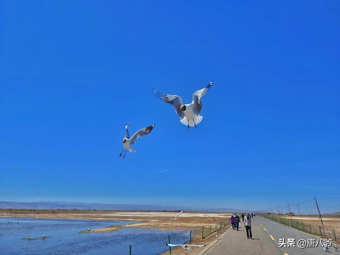 有关青海旅游句子经典的句子摘抄（青海旅游之美——探秘世外桃源）