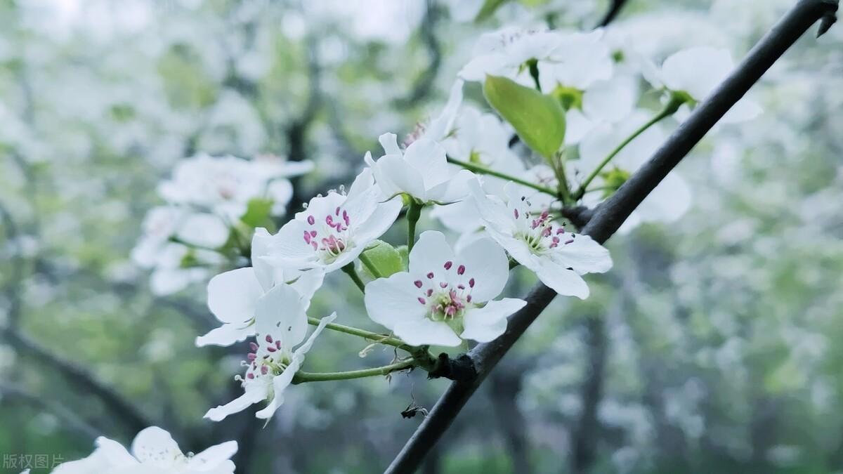 王安石咏雪经典诗词（十首王安石的五言诗）