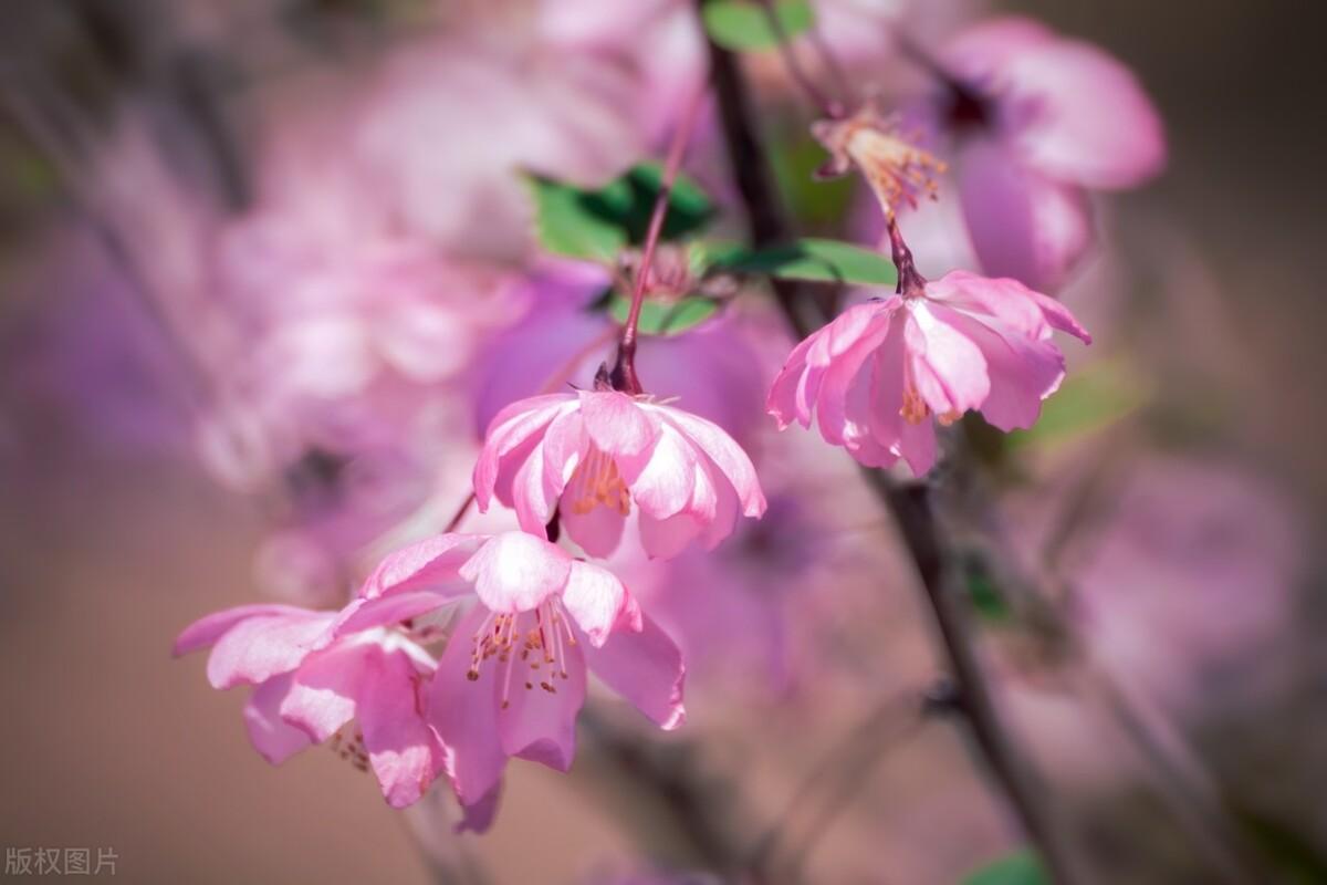 春晓经典诗词鉴赏（十二首唯美春晓诗词）