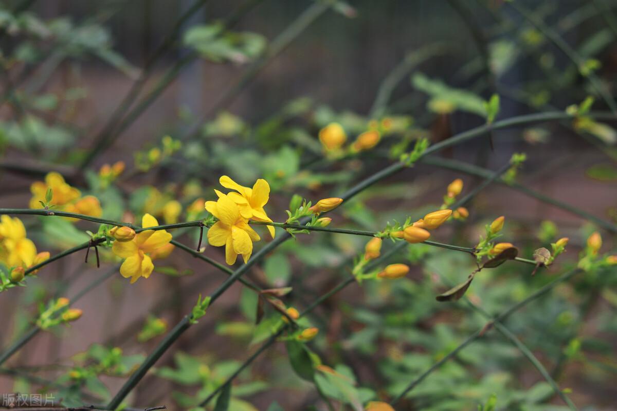 迎春花经典诗词大全（有关迎春花经典诗词）