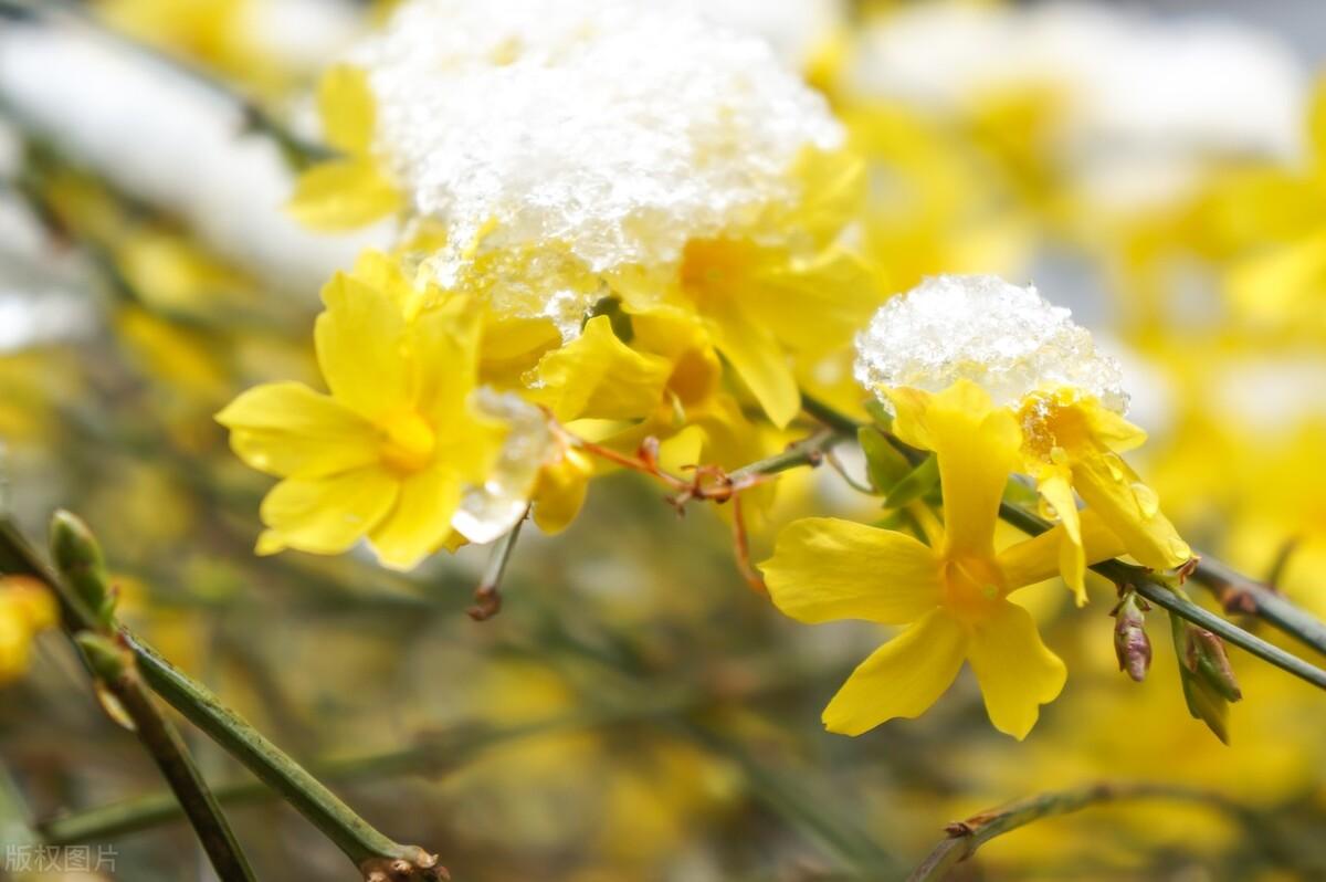 迎春花经典诗词大全（有关迎春花经典诗词）