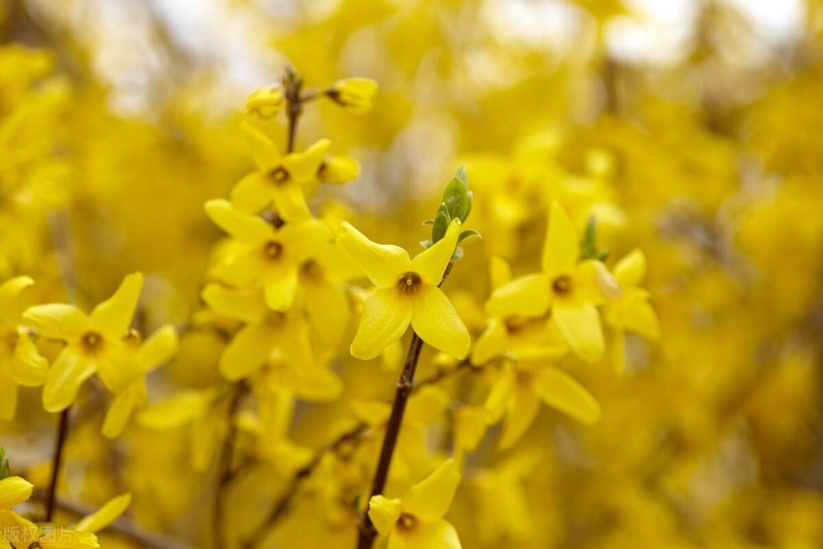 迎春花经典诗词大全（有关迎春花经典诗词）