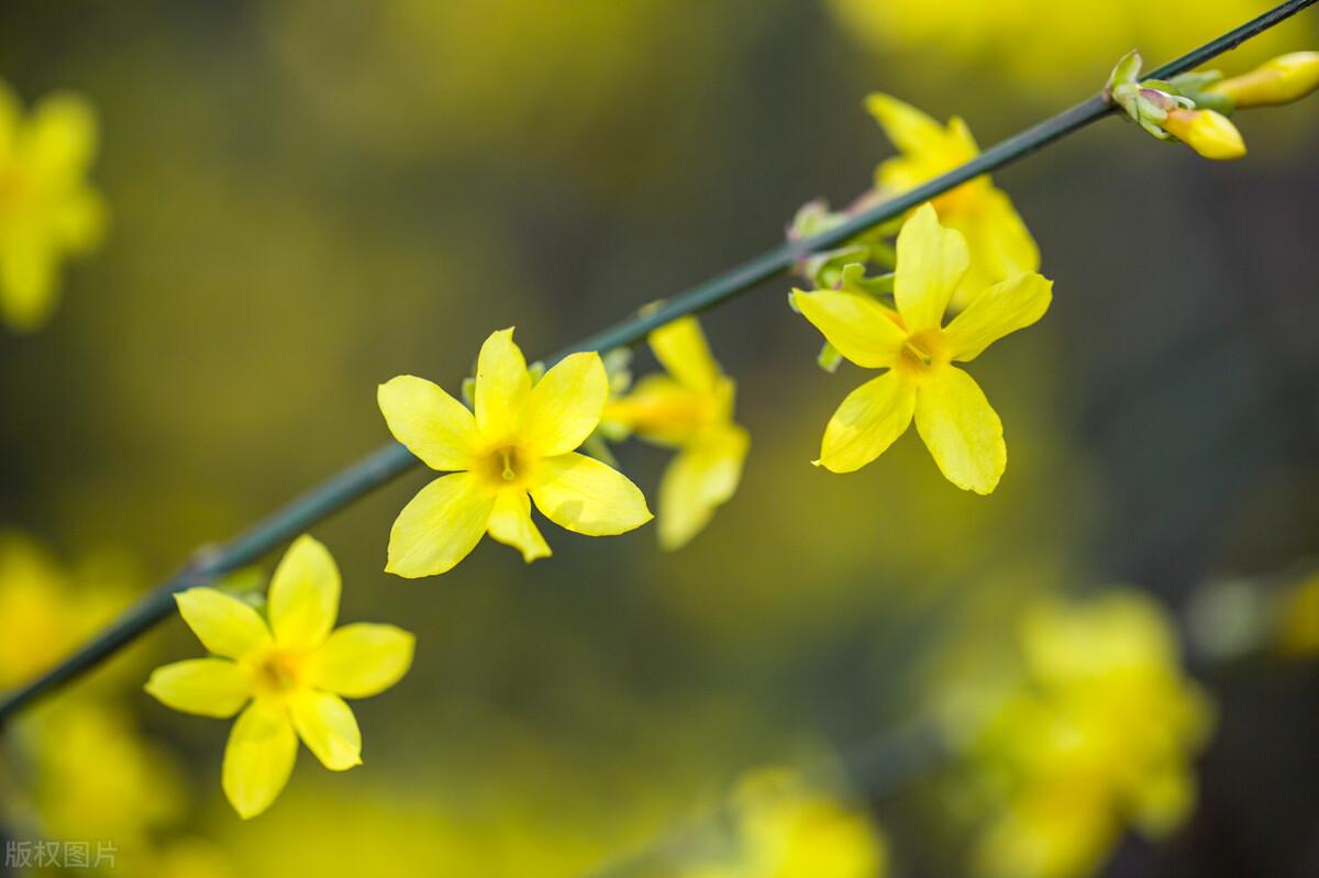 迎春花经典诗词大全（有关迎春花经典诗词）