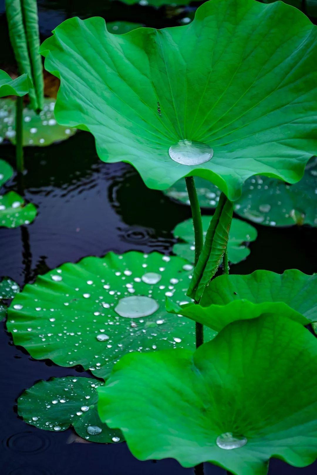 夏天经典诗词句鉴赏（十二首夏天诗词）