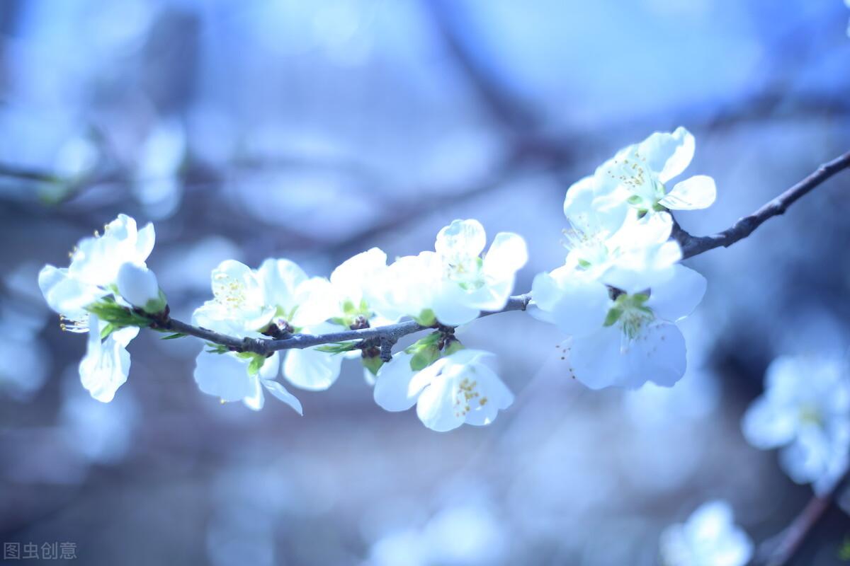 婉约经典诗词大全（境高雅的古风诗句）