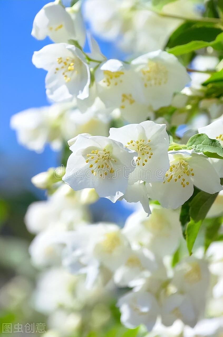 茉莉花经典诗词大全（十二首茉莉花诗词）