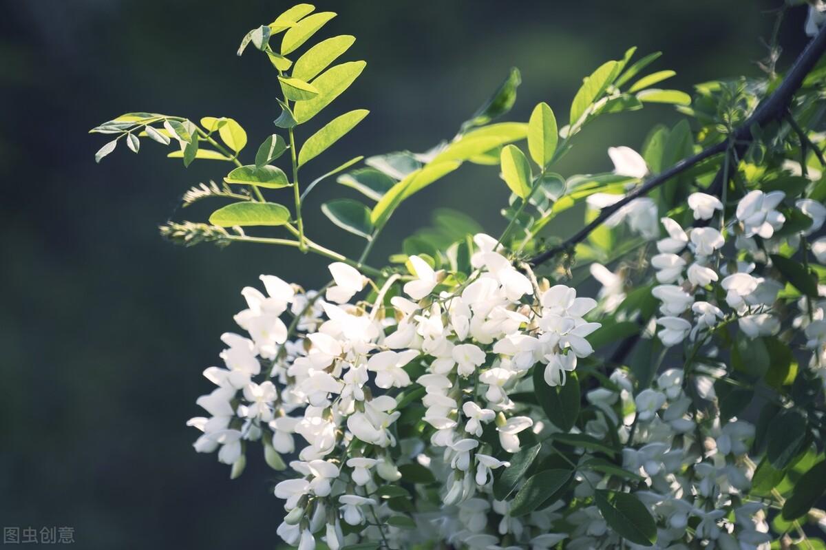 槐花经典诗词大全（十首唯美槐花诗词）