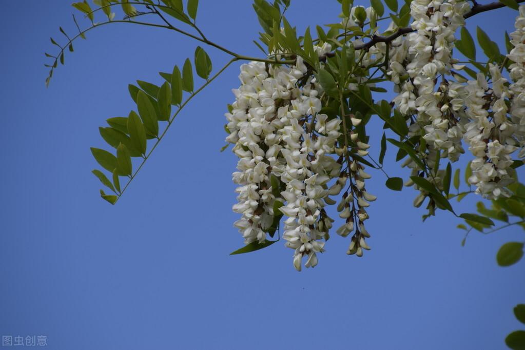 槐花经典诗词大全（十首唯美槐花诗词）