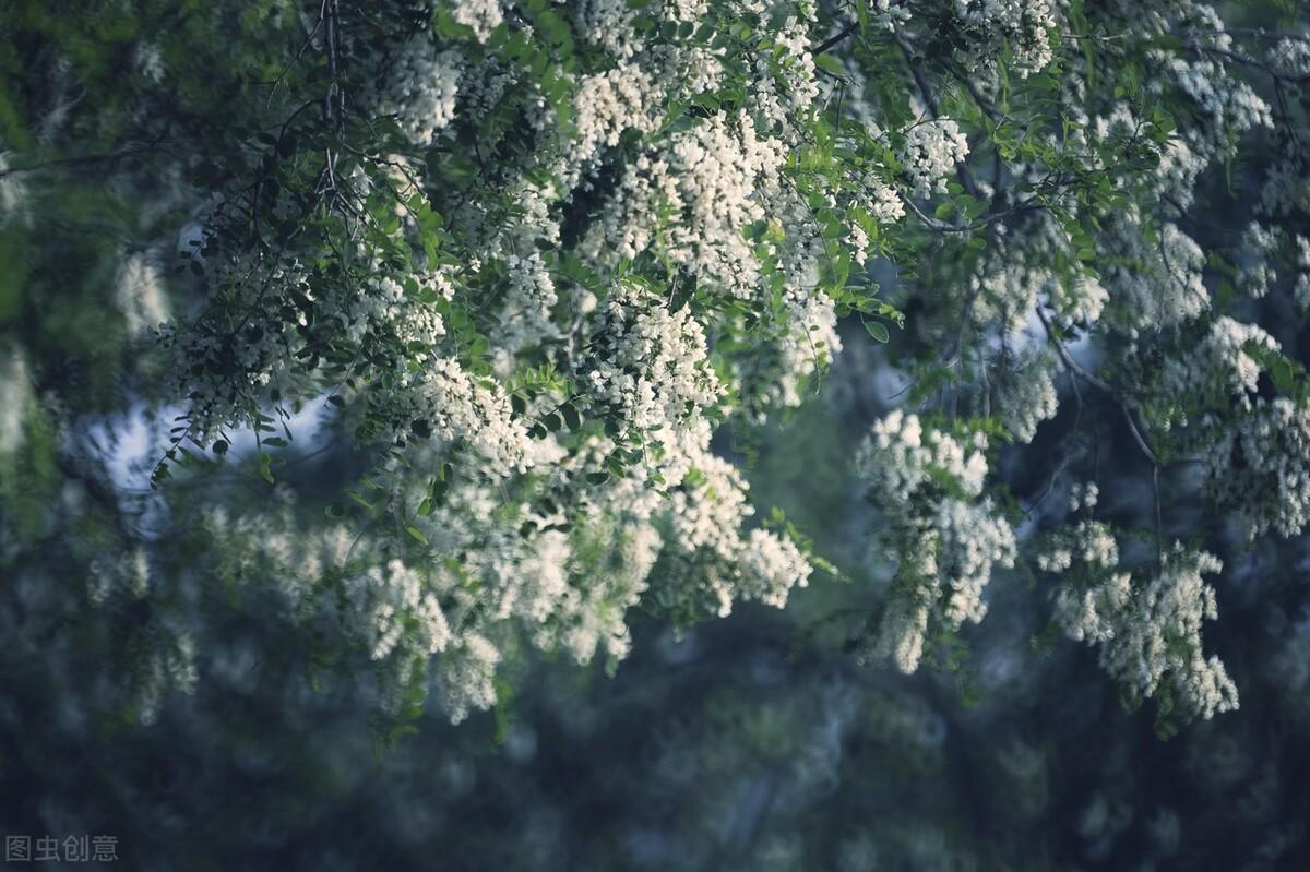 槐花经典诗词大全（十首唯美槐花诗词）