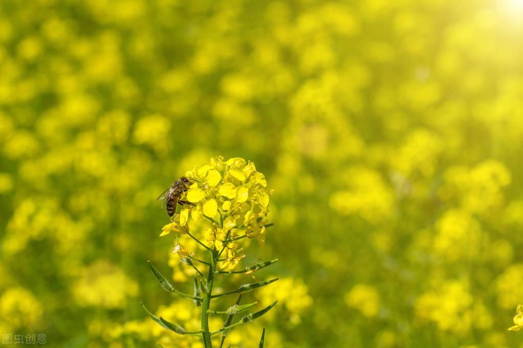 油菜花经典诗词大全（十首古诗词中的油菜花）