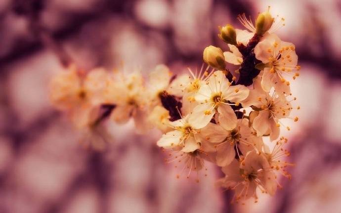 桃花风光经典诗词（桃花的古诗词精选）