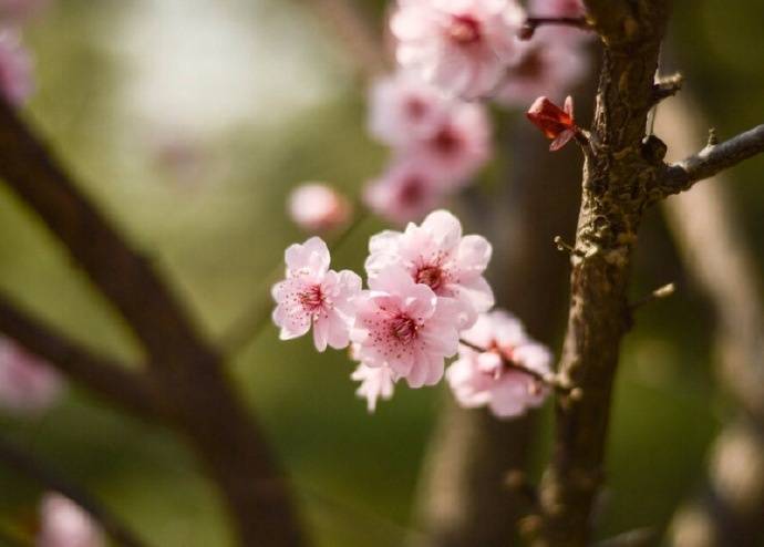 桃花风光经典诗词（桃花的古诗词精选）