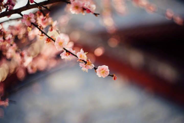 赞美梅花诗词名句（梅花的经典古诗词精选）