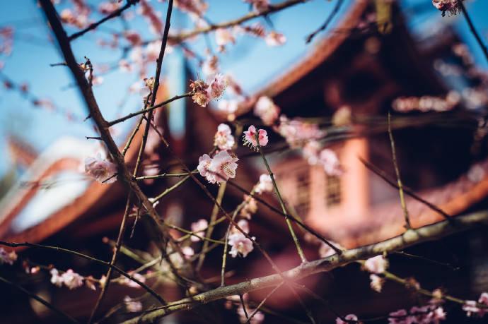 赞美梅花诗词名句（梅花的经典古诗词精选）