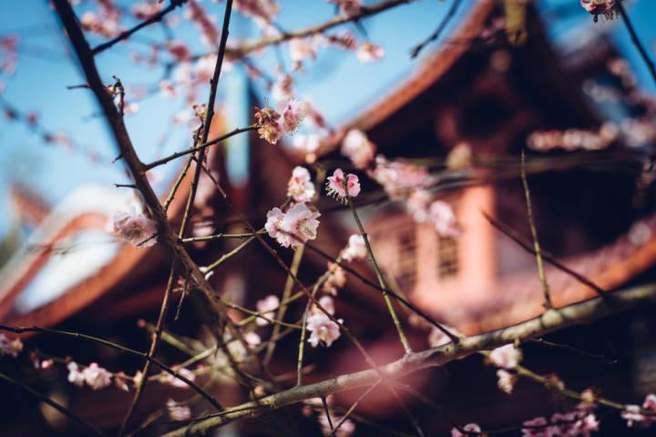 赞美梅花诗词名句（梅花的经典古诗词精选）