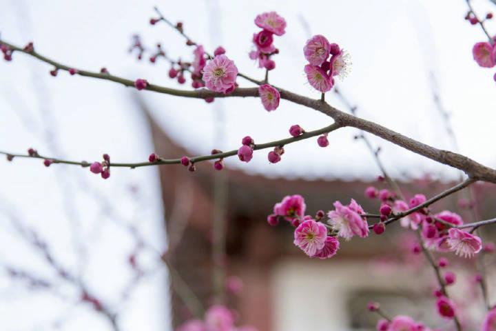 赞美梅花诗词名句（梅花的经典古诗词精选）