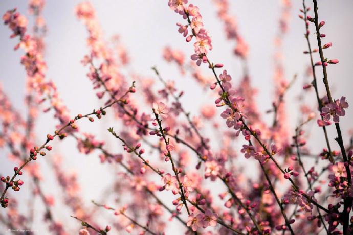 赞美梅花诗词名句（梅花的经典古诗词精选）