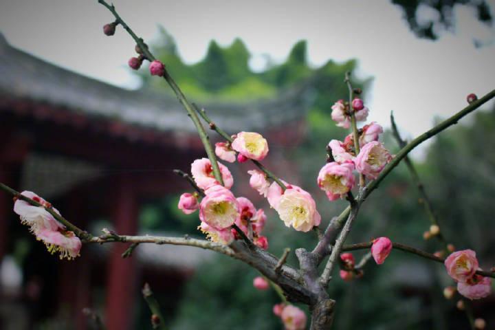 赞美梅花诗词名句（梅花的经典古诗词精选）