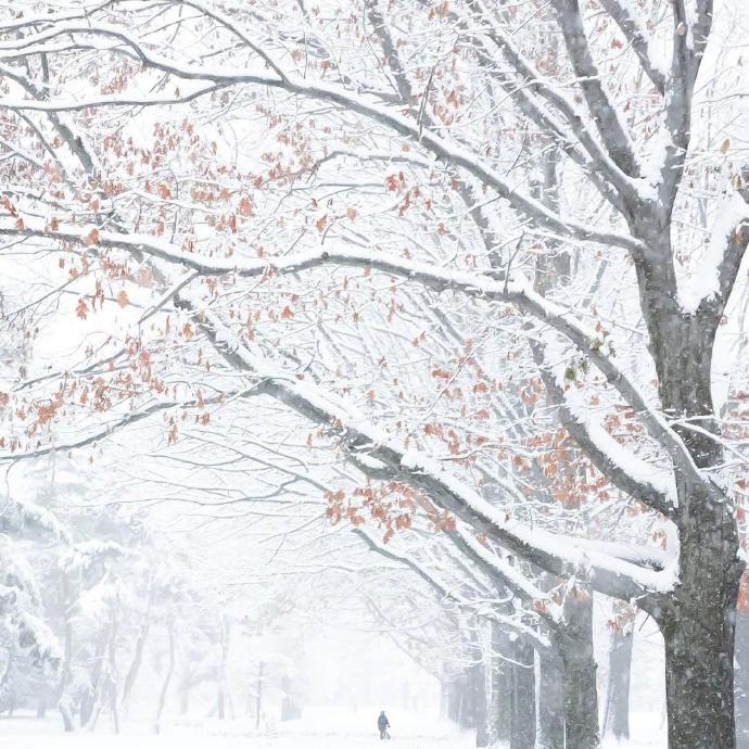 雪景诗词名句摘抄（描写雪景的唯美古诗词）