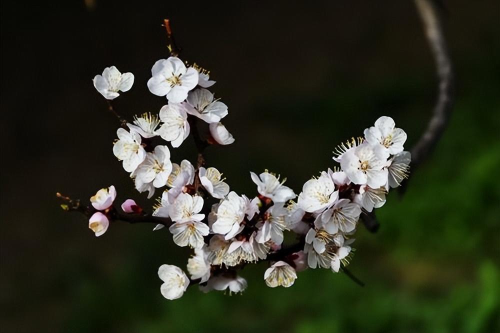 鲜花经典古诗大全（31朵花31首诗词）