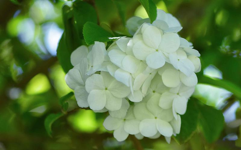 鲜花经典古诗大全（31朵花31首诗词）