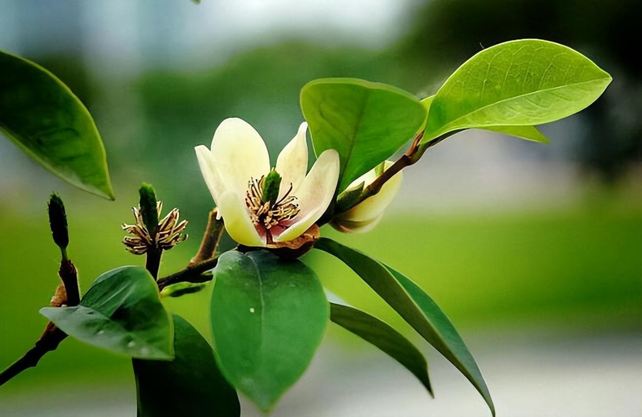 鲜花经典古诗大全（31朵花31首诗词）