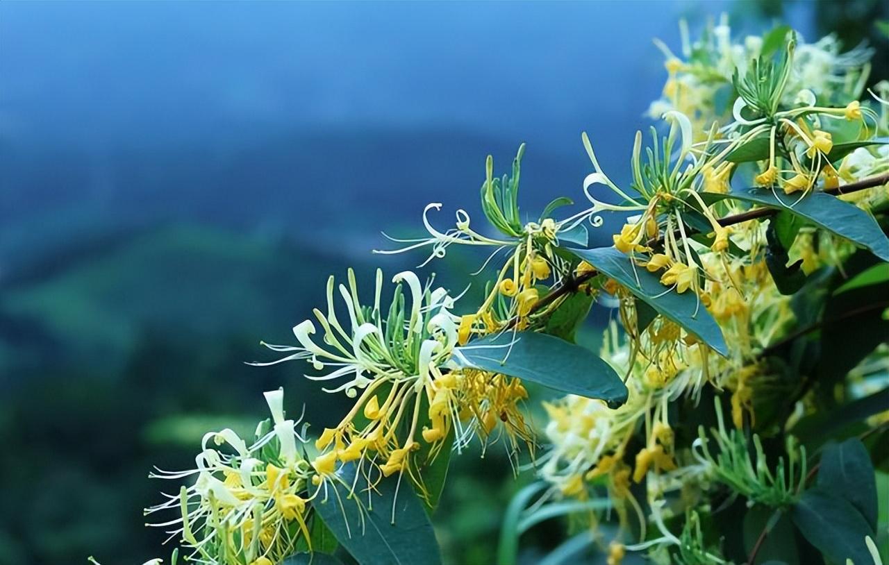 鲜花经典古诗大全（31朵花31首诗词）