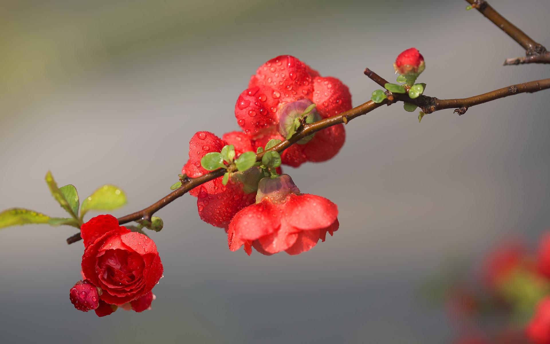 鲜花经典古诗大全（31朵花31首诗词）