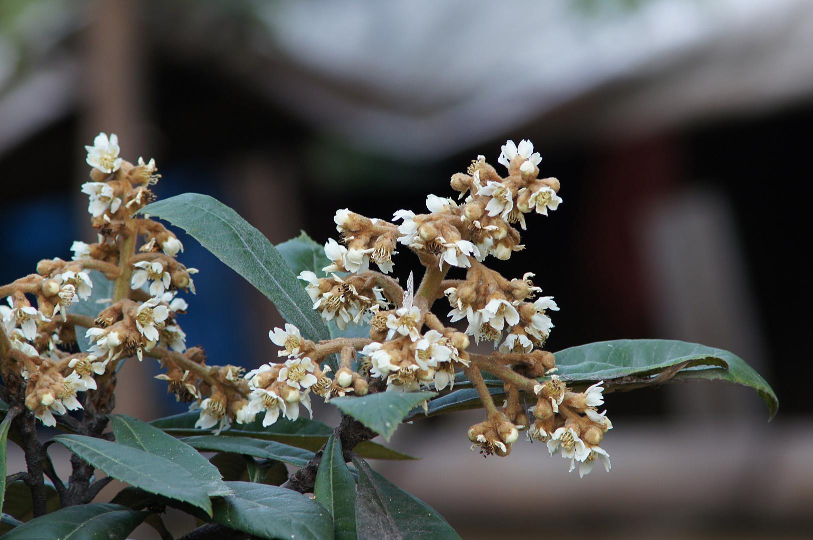 鲜花经典古诗大全（31朵花31首诗词）