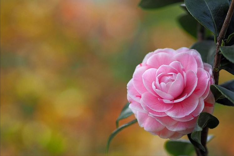 鲜花经典古诗大全（31朵花31首诗词）