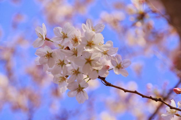 烟花三月花经典古诗（风吹雨洗，春物自芳菲）