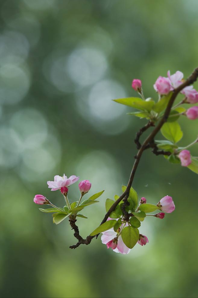 海棠花经典古诗词（海棠花10首诗词）