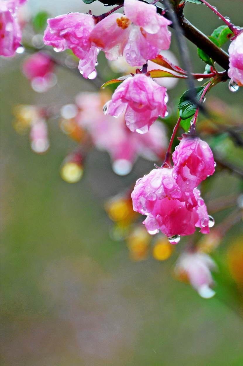 海棠花经典古诗词（海棠花10首诗词）