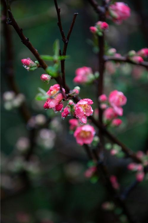 海棠花经典古诗词（海棠花10首诗词）