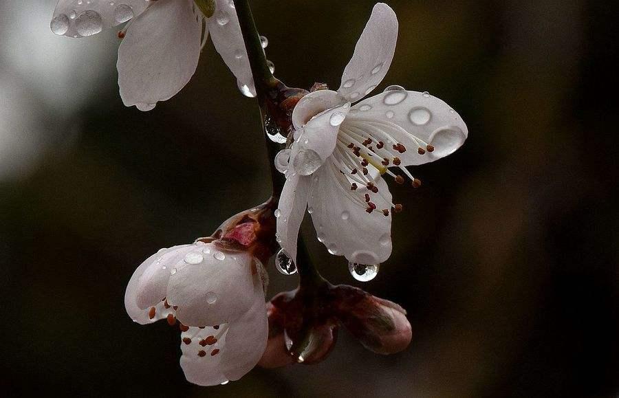 春雨梨花经典14首古诗（一滴雨落，一朵花开）