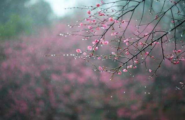 春雨梨花经典14首古诗（一滴雨落，一朵花开）