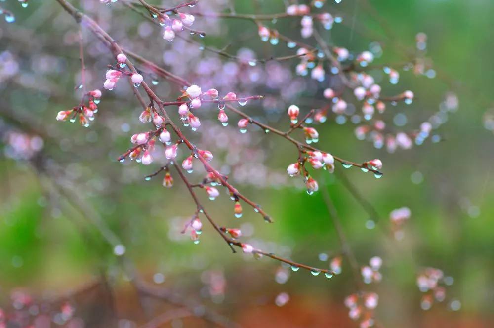 春雨梨花经典14首古诗（一滴雨落，一朵花开）