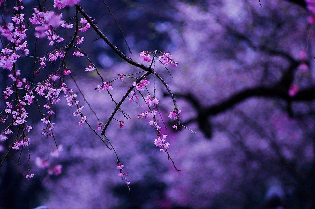 春雨梨花经典14首古诗（一滴雨落，一朵花开）