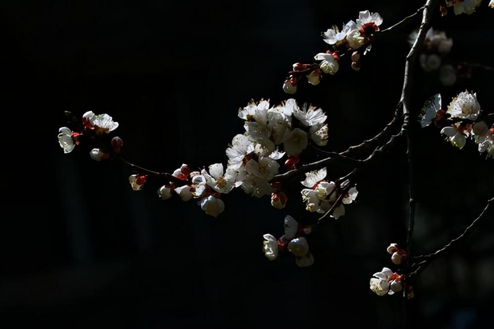 春雨梨花经典14首古诗（一滴雨落，一朵花开）