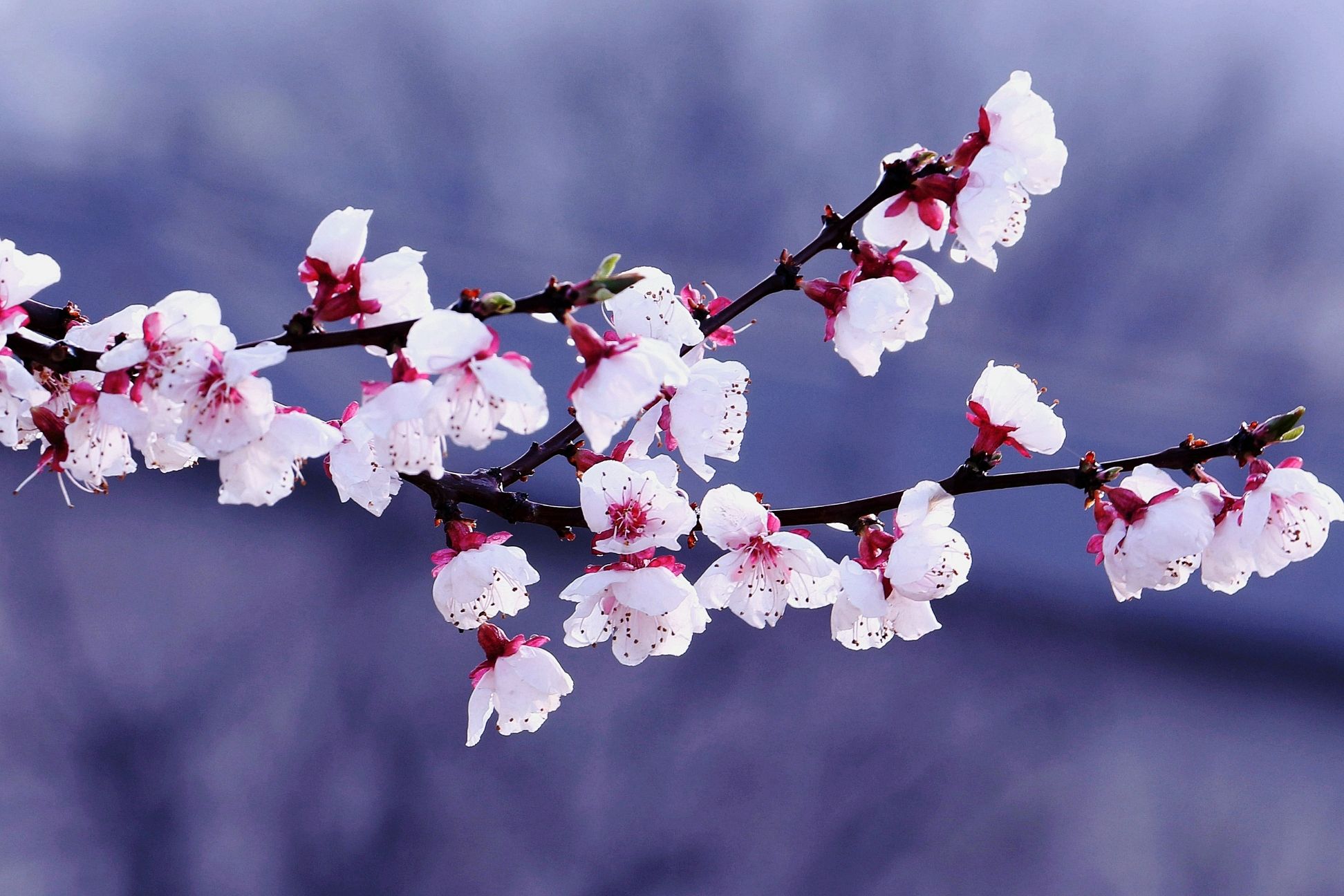 春雨梨花经典14首古诗（一滴雨落，一朵花开）