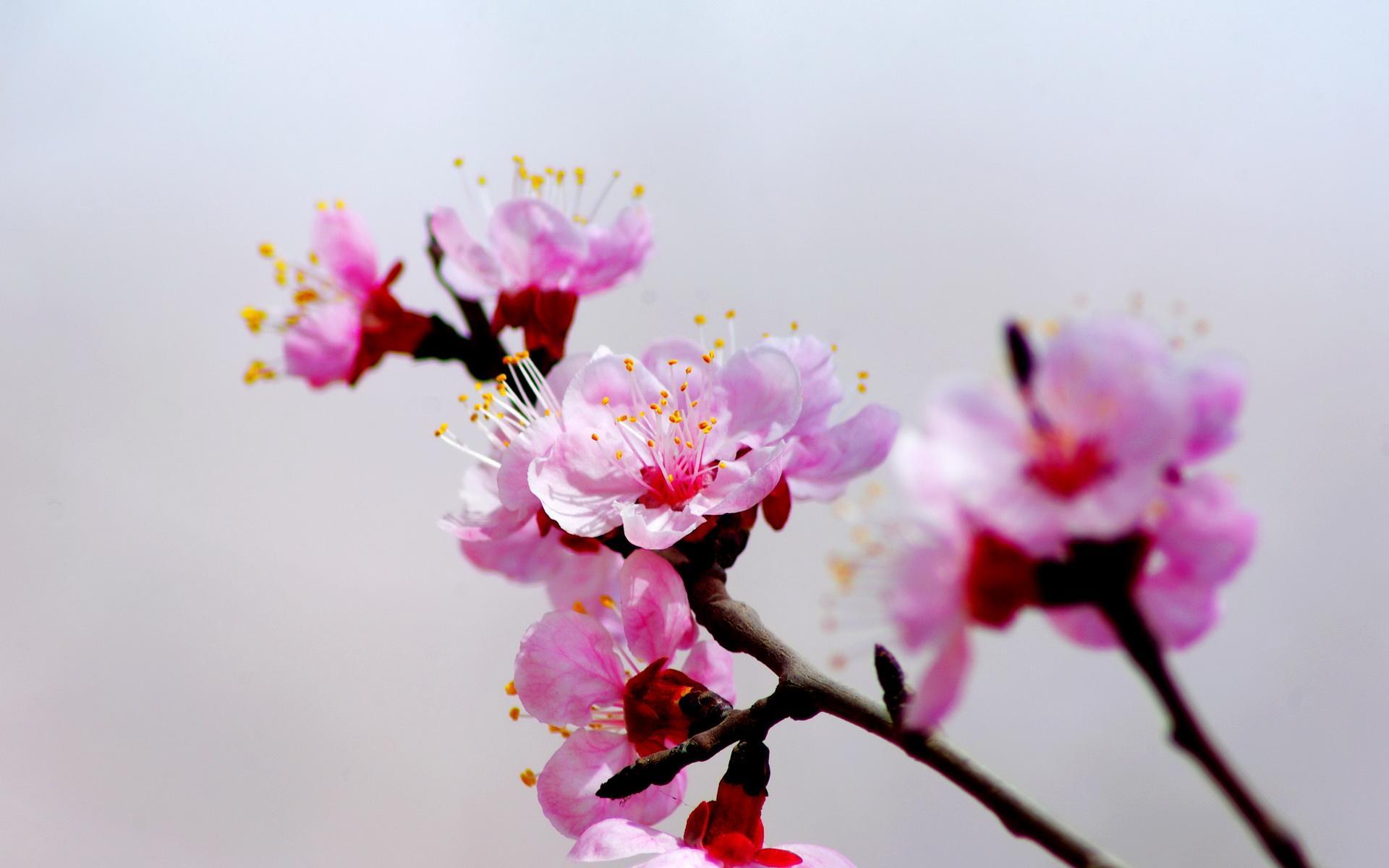 春雨梨花经典14首古诗（一滴雨落，一朵花开）