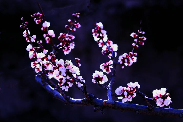 春雨梨花经典14首古诗（一滴雨落，一朵花开）