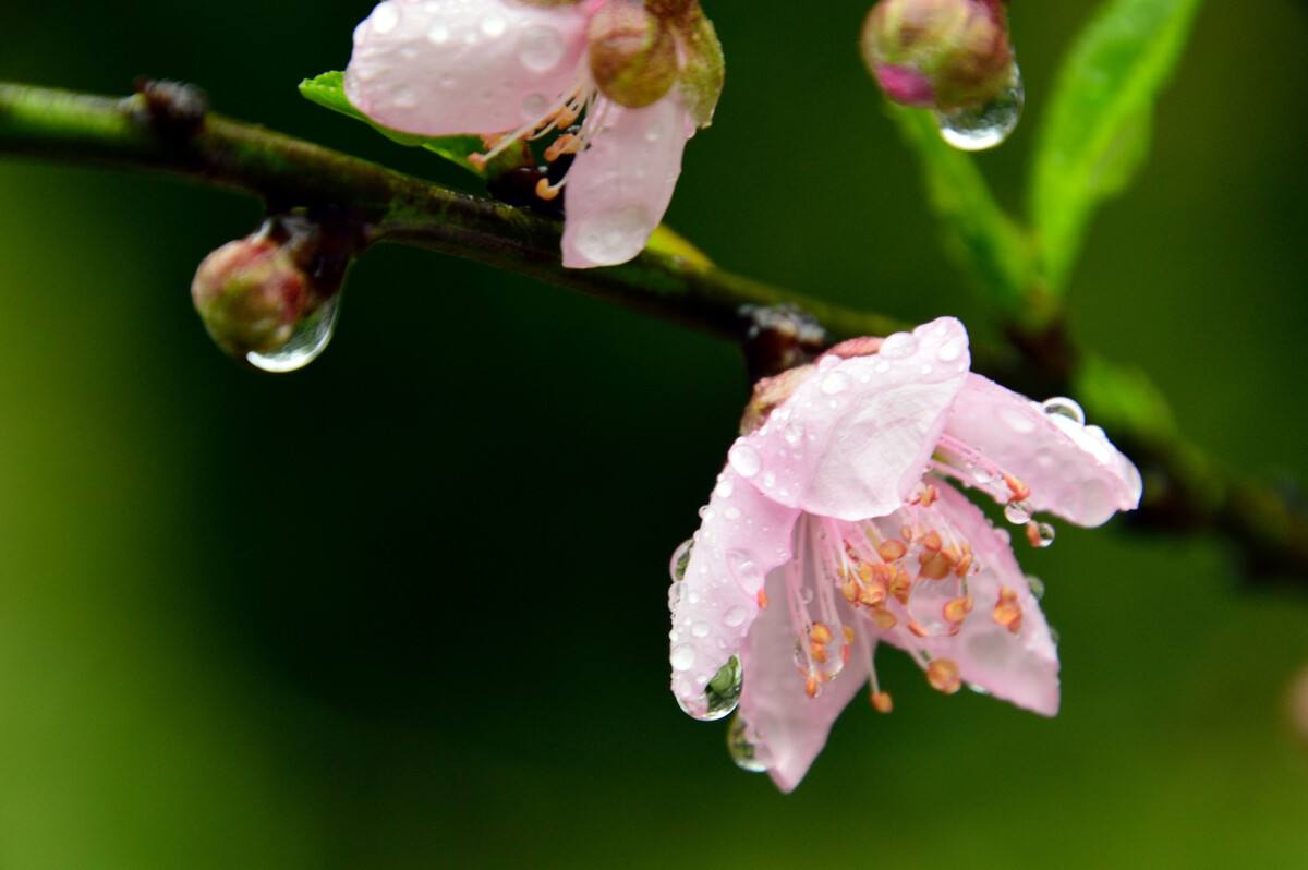 春雨梨花经典14首古诗（一滴雨落，一朵花开）