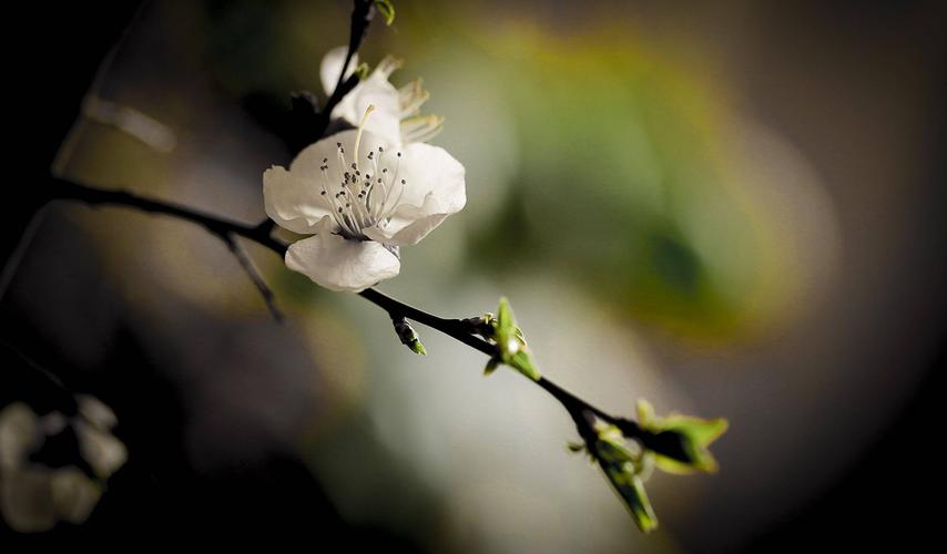 春雨梨花经典14首古诗（一滴雨落，一朵花开）