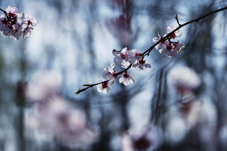 春雨梨花经典14首古诗（一滴雨落，一朵花开）