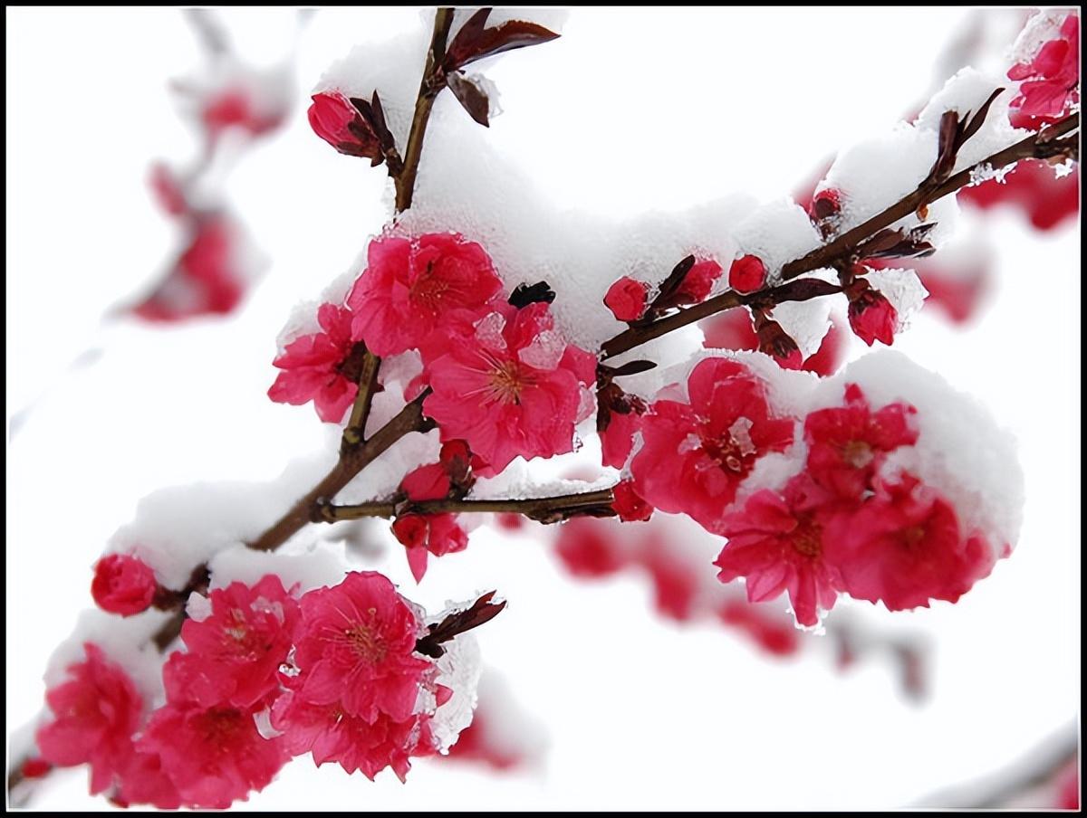 冬雪诗词古句有哪些（10首冬雪古诗）