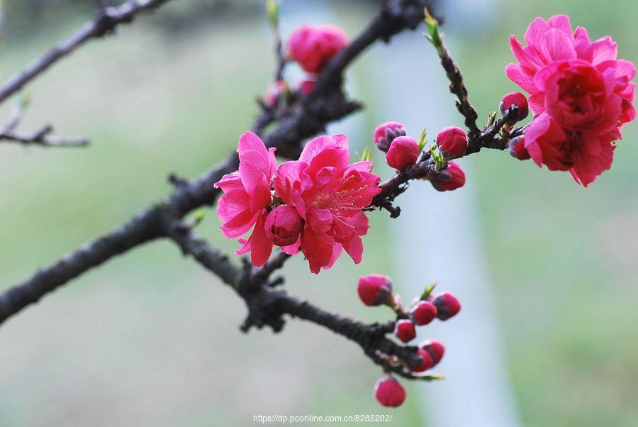 春天诗词古句摘抄（36首春色五言绝句）