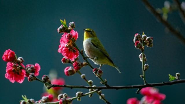 春天诗词古句摘抄（36首春色五言绝句）