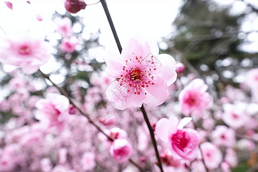 春天诗词古句摘抄（36首春色五言绝句）