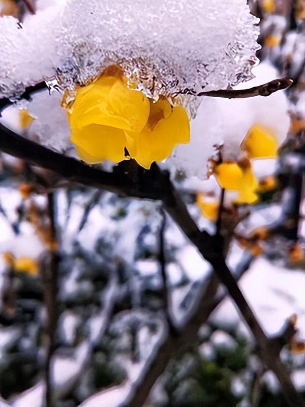 冬雪诗词古句有哪些（15首冬雪古诗）